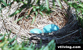 birds_robins_eggs