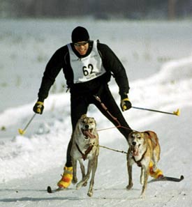 vermont skijoring 