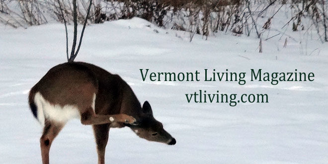 Vermont Deer Photos 