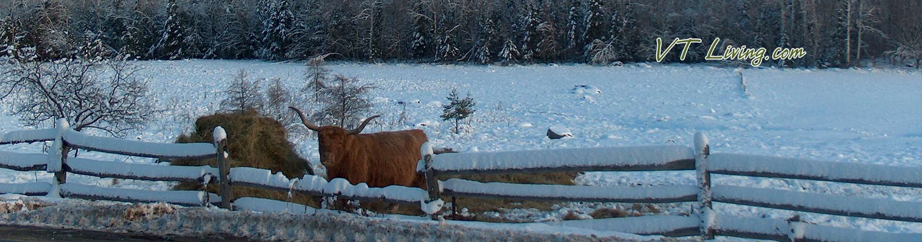 Vermont Autumn Vacations - A cow enjoys a late fall snow in Vermont.